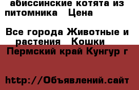 абиссинские котята из питомника › Цена ­ 15 000 - Все города Животные и растения » Кошки   . Пермский край,Кунгур г.